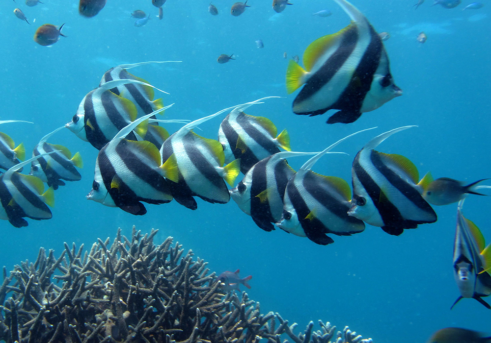 Diving Experience in Zanzibar