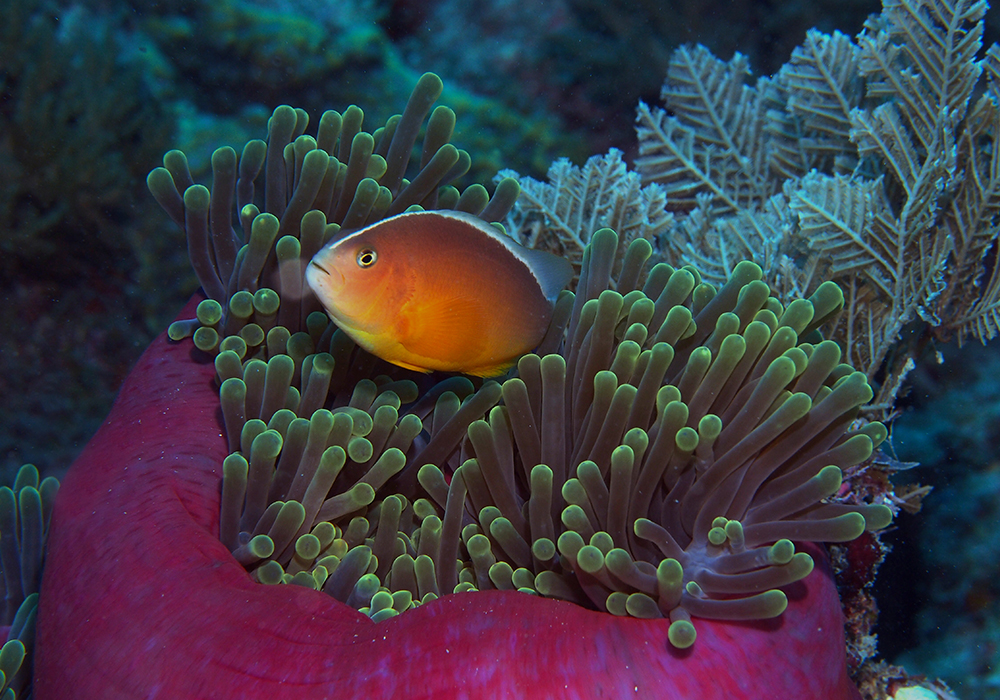 Diving Experience in Zanzibar