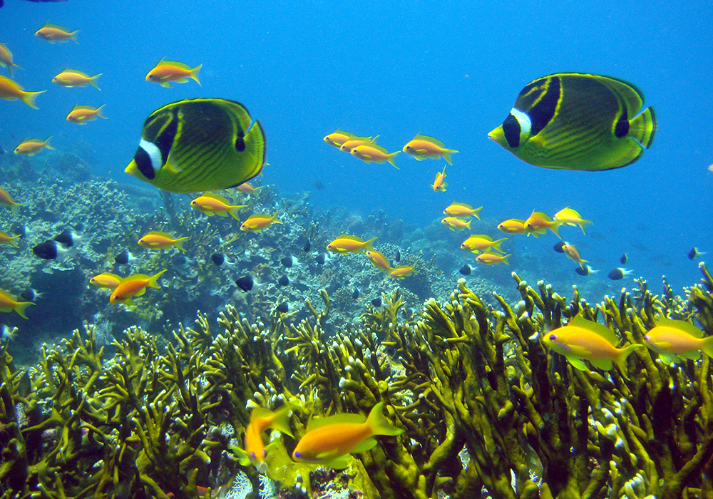 Diving Experience in Zanzibar