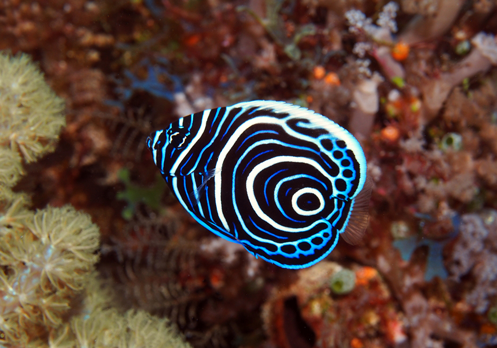 Diving Experience in Zanzibar