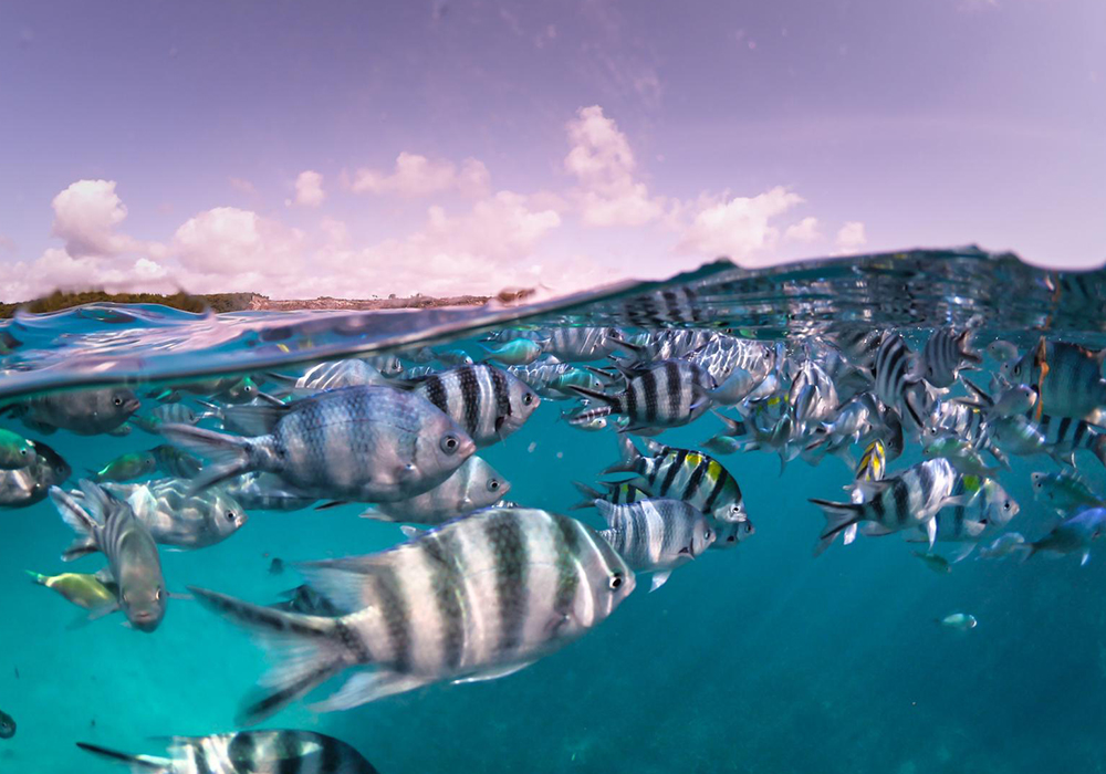 Snorkeling Experience at Mnemba Atoll