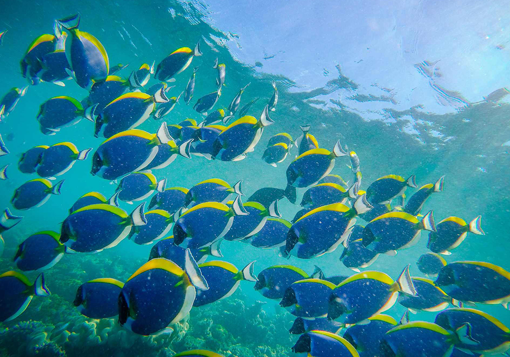 Snorkeling Experience at Mnemba Atoll