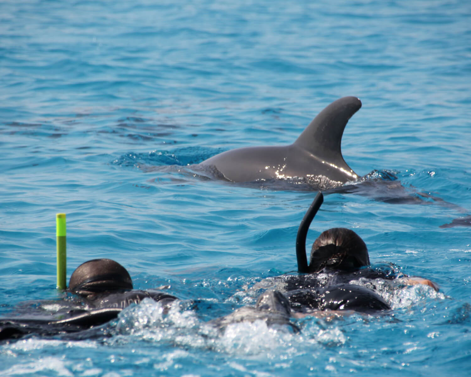 Kizimkazi Dolphin Tour