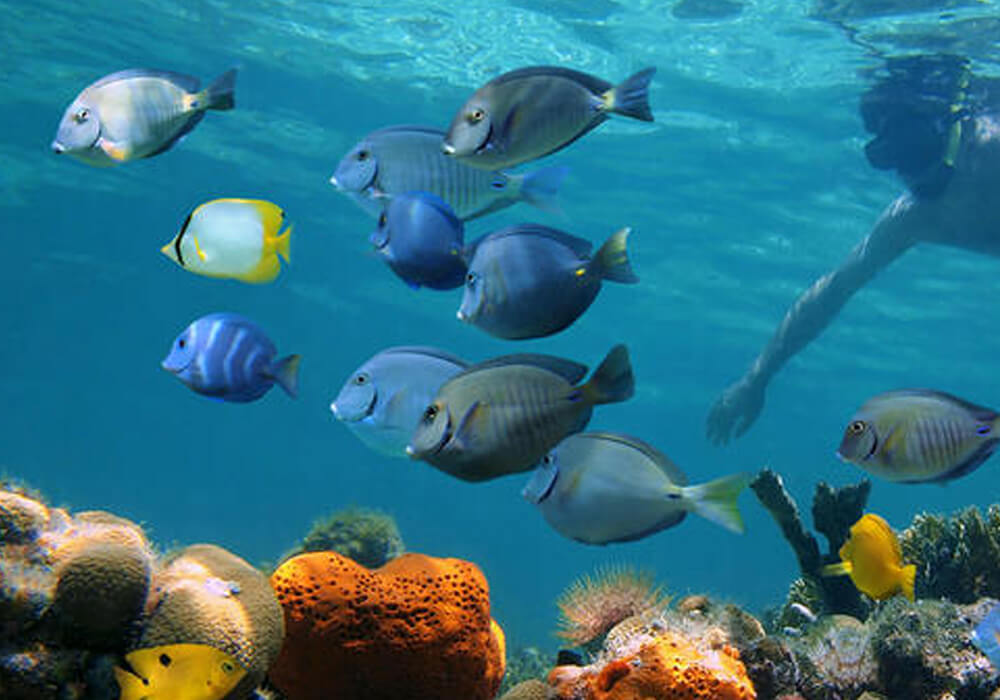 Chumbe Island Coral Tour