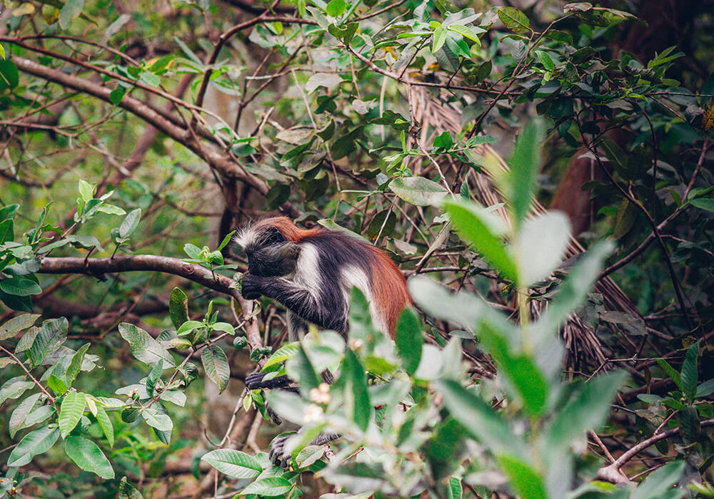 Jozani Forest Walking Tour